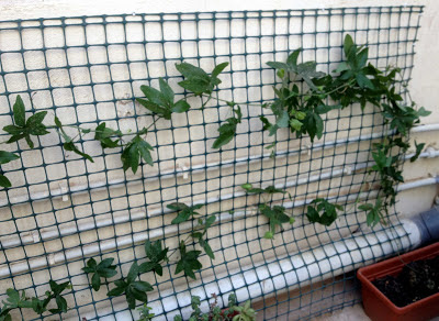 How To Make a Passionate Trellis | Green Patches - Mediterranean Gardening