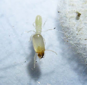 a soldier of Labritermes emersoni termite