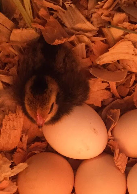 newly hatched chick the first chick hatches