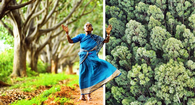 La “madre de los bosques” ha plantado más de 8 mil árboles durante 80 años