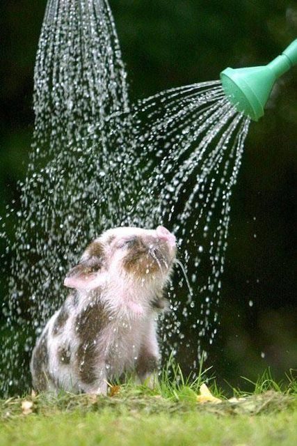 Baby Animals: This piglet taking a nice shower from a watering can