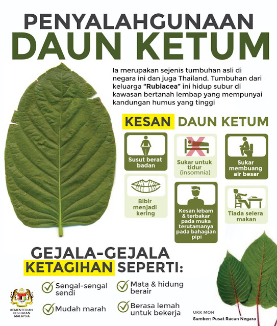 Buah pokok ketum