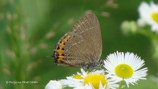 Satyrium pruni DSC162058