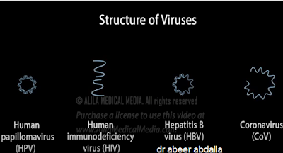 دورة الحياة الفيروسية والادويه  المضادة للفيروسات.