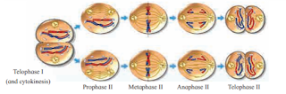 Meiosis : Stages, purpose, function, Meiosis : Stages, purpose, function,
