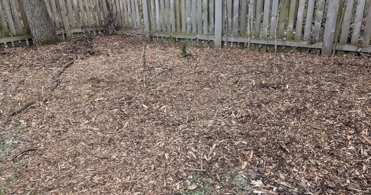 Plant Inventory At 20 Timothy Salix Integra Dappled Willow