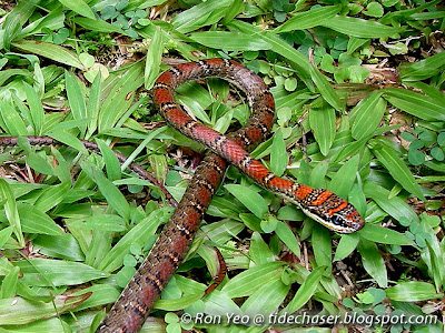 Twin-barred Tree Snake (Chrysopelea pelias)