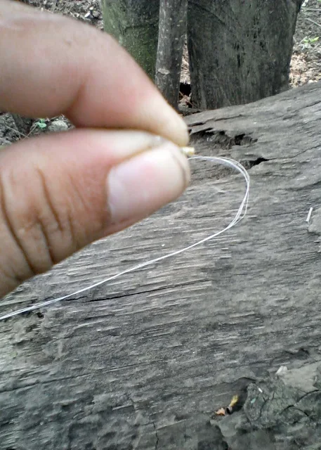 serat pohon pisang