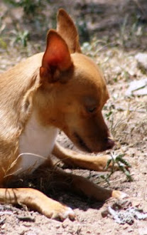 Photograph of chihuahua by Darla Sue Dollman