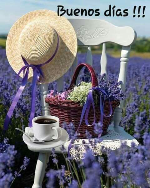 Campo de lavanda con flores, silla con sombrero de paja, taza de café, frase de buenos días