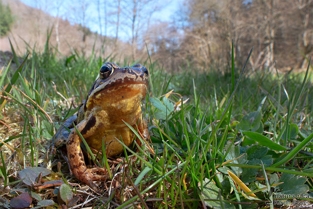 Rana temporaria - Common Frog