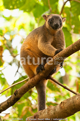 Canguro arborícola de Bennett (Dendrolagus bennettianus)