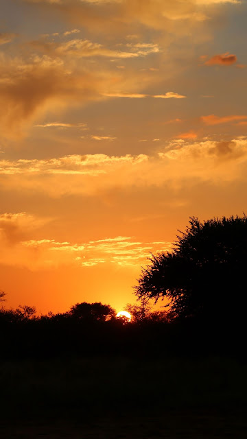 Screen background Silhouette of nature, sunset, trees