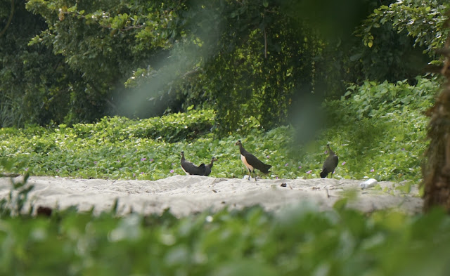 Finding Maleo in Tanjung Matop Wild Sanctuary