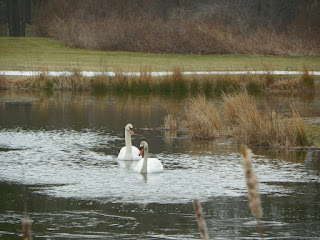Hyannis Massachusetts Swans on a pond 03 photography chibikage89 chibi the video gamer photography