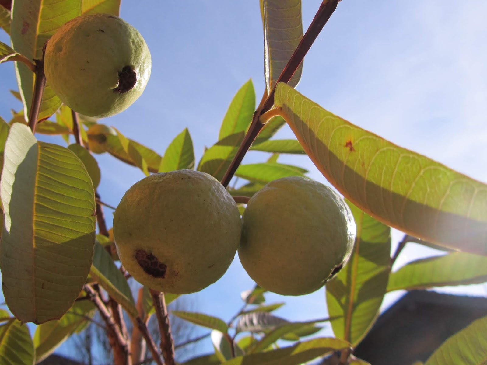 Pianta Di Guava (Psidium Guajava) - Vaso 18cm, Pianta Da Frutto Tropicale, Ideale Per Giardino O Vaso - Foto 9