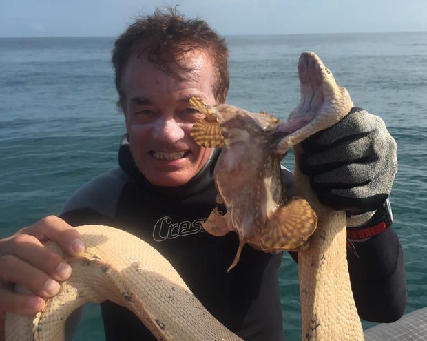 predatory animals: IN LIFE, ARE YOU THIS SEA SNAKE BITING THIS