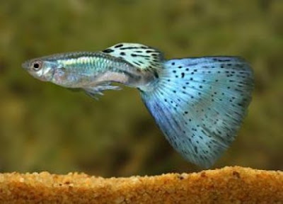 How fast can a guppy run?