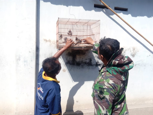 Riyanto Berharap Jalak Suren Harganya Naik Setelah Jalan Di Beton Kodim Klaten