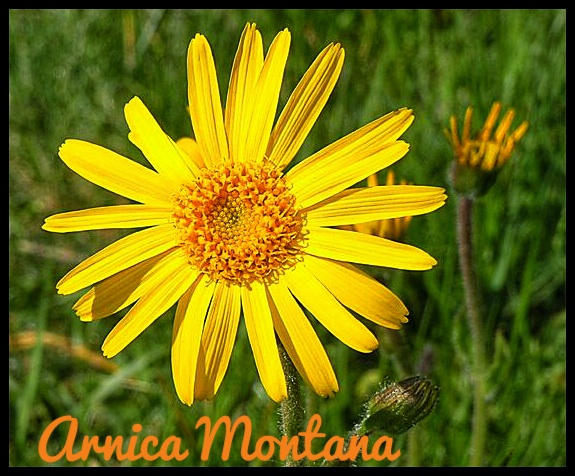 Arnica arnica montana fitoterapia prodotti naturali