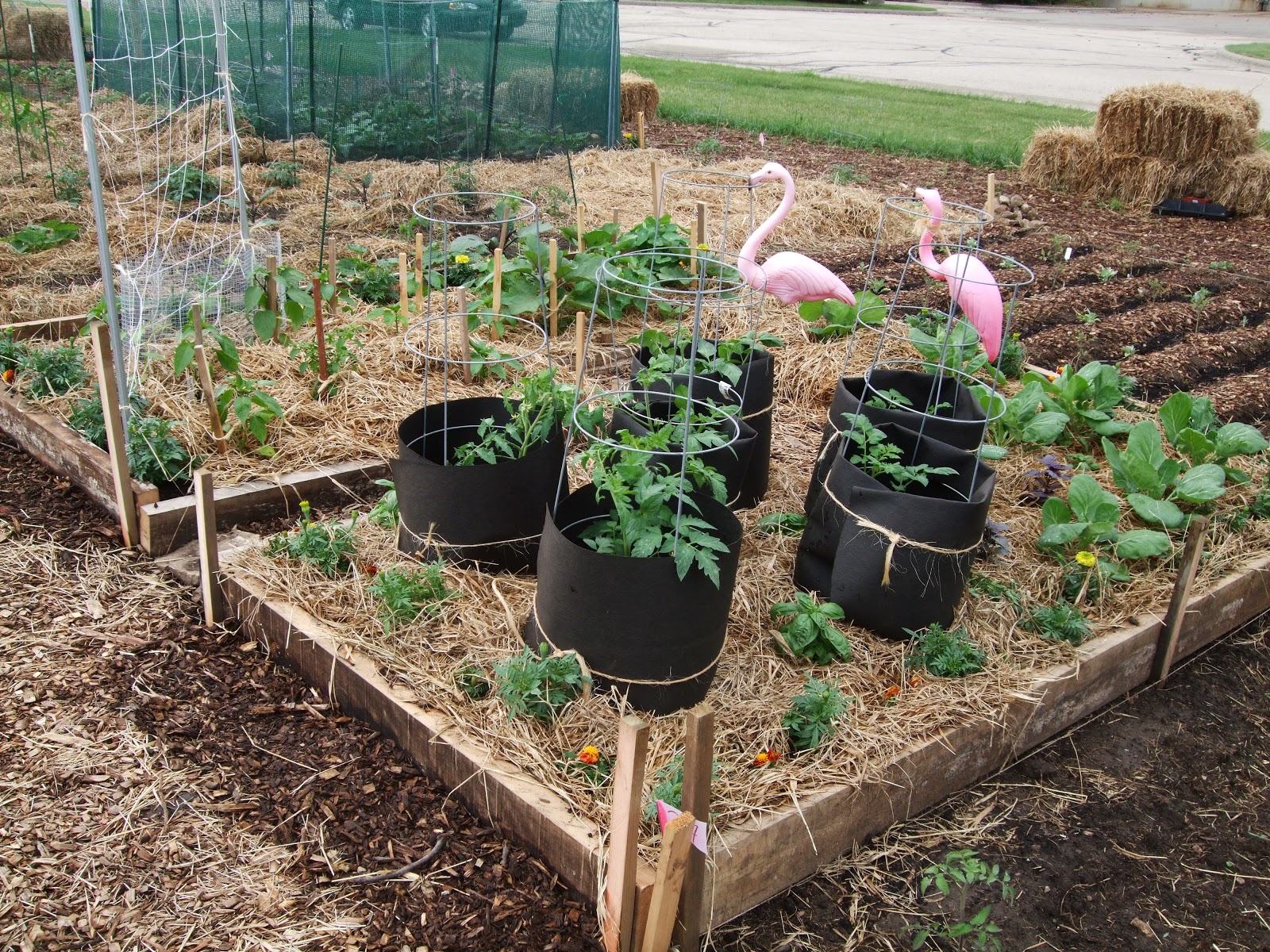 The Urbane Farmer: Why I'm so committed to this community garden