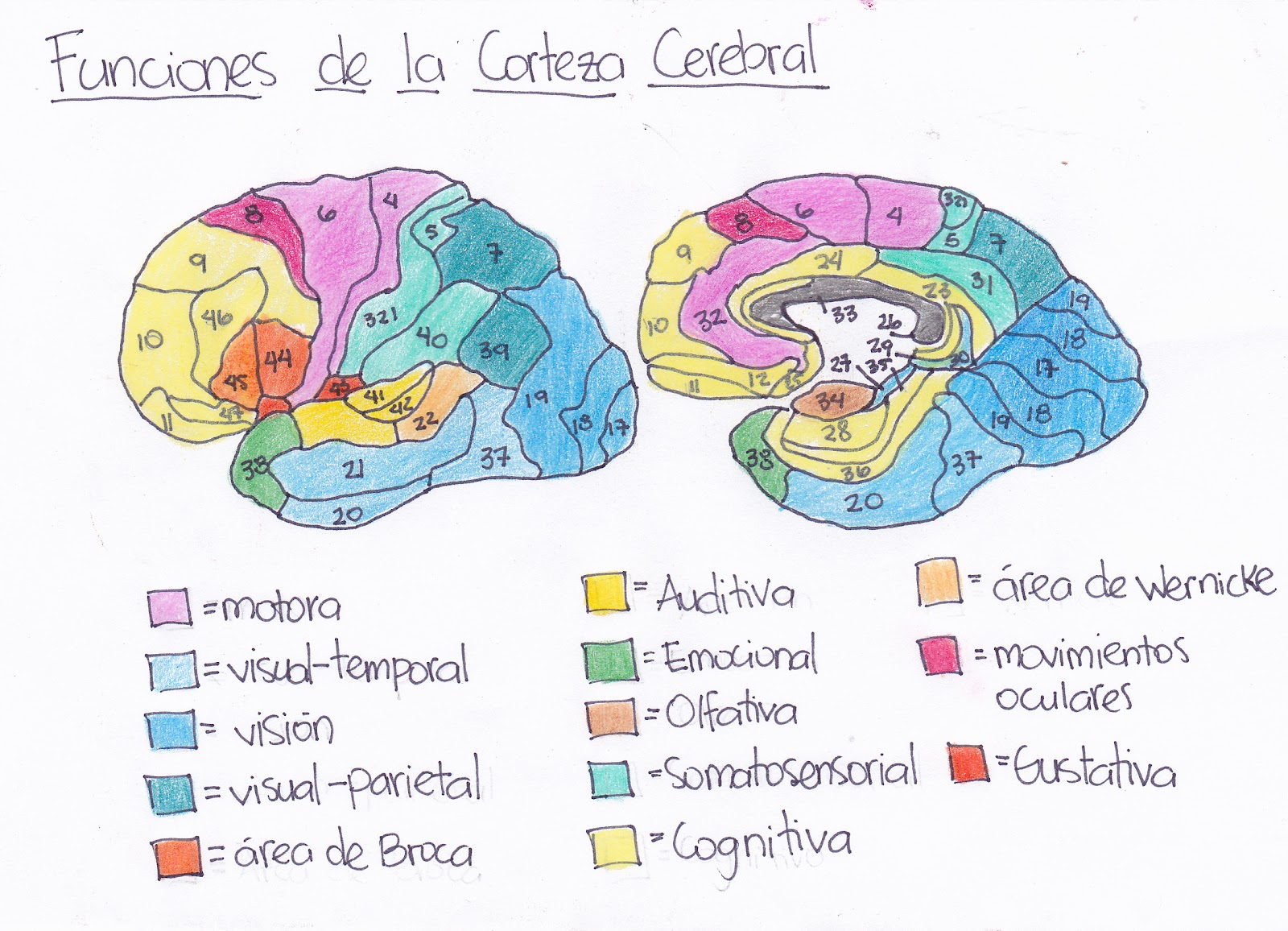 areas de brodmann y sus funciones