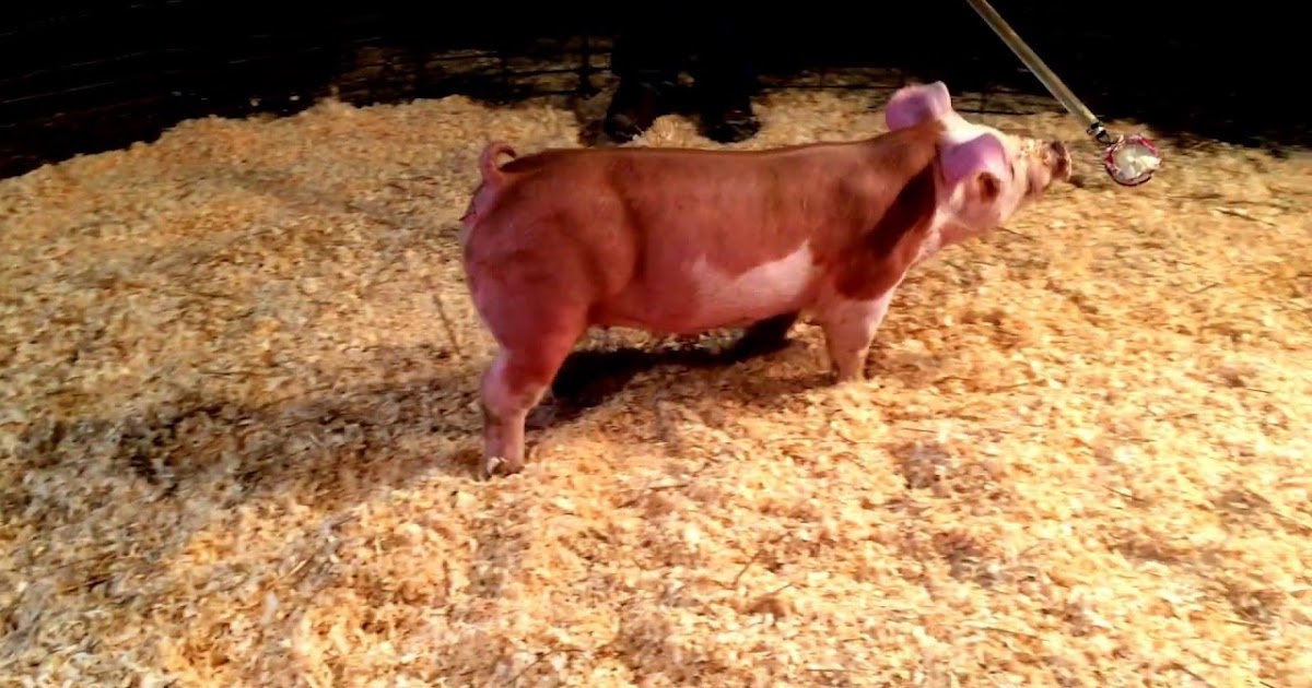 Hereford Pig Pictures, Pros and Cons, Origin, Characteristics