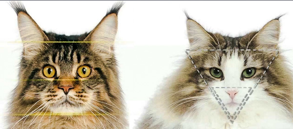 Norwegian Forest Cat face compared to Maine Coon's