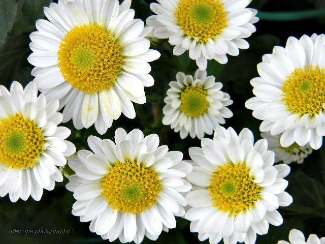 Day One Photography: Mums