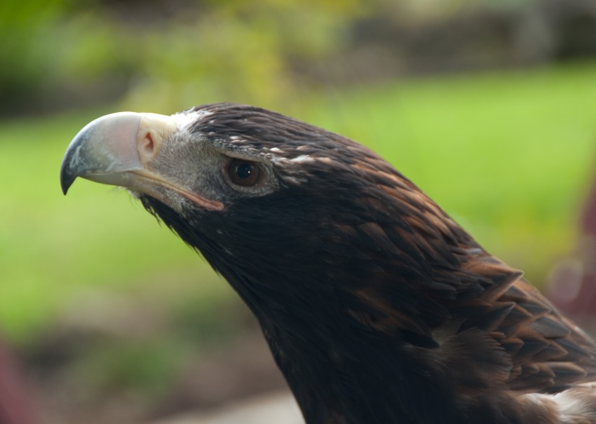 Eagle portrait in Germany