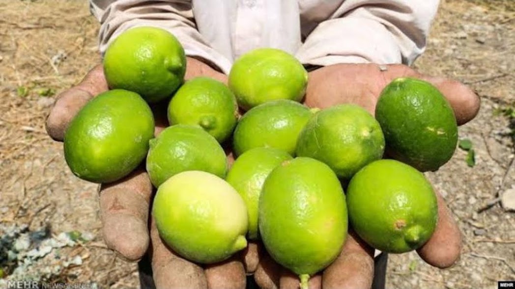 bibit tanaman jeruk nipis cepat berbuah Sumatra Utara