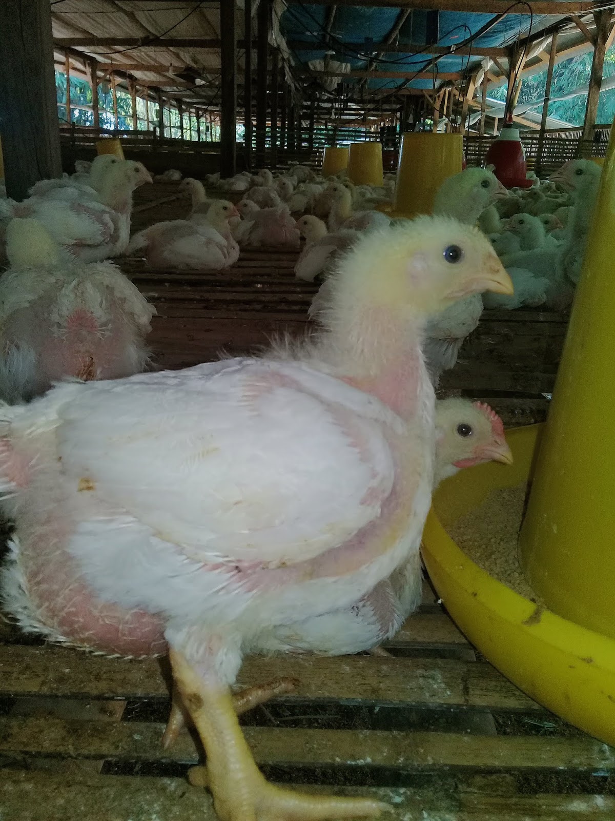 Rahasia Ayam Broiler Mencapai 16 Kg Ekor Hanya 28 Hari