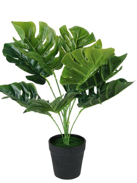 Monstera Monstera