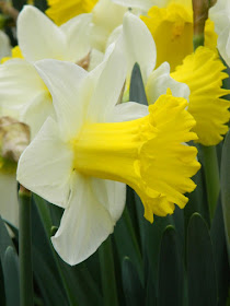 White and yellow trumpet daffodils at the Allan Gardens Conservatory 2016 Spring Flower Show by garden muses-not another Toronto gardening blog