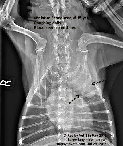 veterinary x ray near me