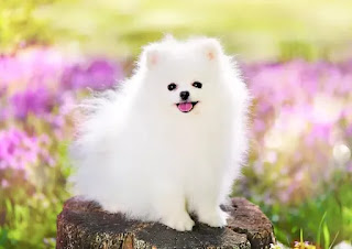 Top 16 Small dog breeds in India with price