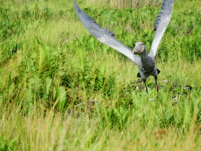 Shoebill flying over Uganda's Mabamba Swamp