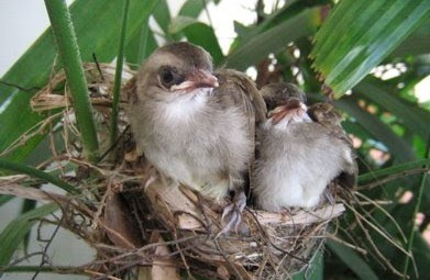 6 Ciri Ciri Fisik Burung Trucukan Anakan Jantan Dan Betina Paling