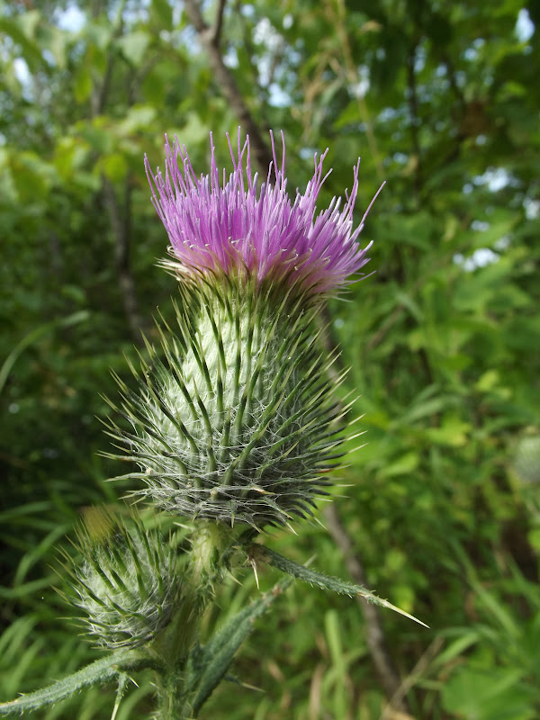 In The Garden Elecampane, Thistle, Joepye Weed,Purple Loosestrife
