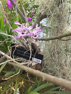 , Mostre primaverili: Horti di Veio e Monteporzio catone 2017, diarid'orchidee