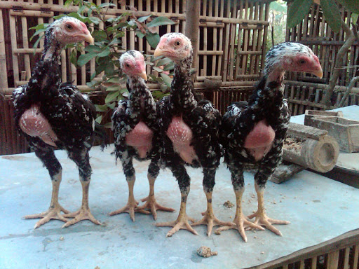 5 Tips Memilih Anak Ayam Bangkok Yang Tepat Kualitas Terbaik