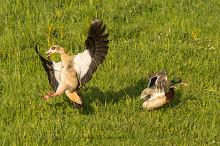 Wetterfotografie Naturfotografie Lippeaue Soester Börde