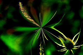 Distel, Thistle, chardon, cardos, cardi, một loại cây gai, bogáncs, ohdake, cardo, oset, bodliak, osat, distels, Thistles, репеи, tidsler, Ohdakkeet, chardons, Distel, Thistle, chardon, cardos, cardi, một loại cây gai, bogáncs, ohdake, cardo, oset, bodliak, osat, distels, Thistles, репеи, tidsler, Ohdakkeet, chardons,