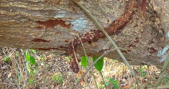 Green weaver ant (Oecophylla smaragdina)