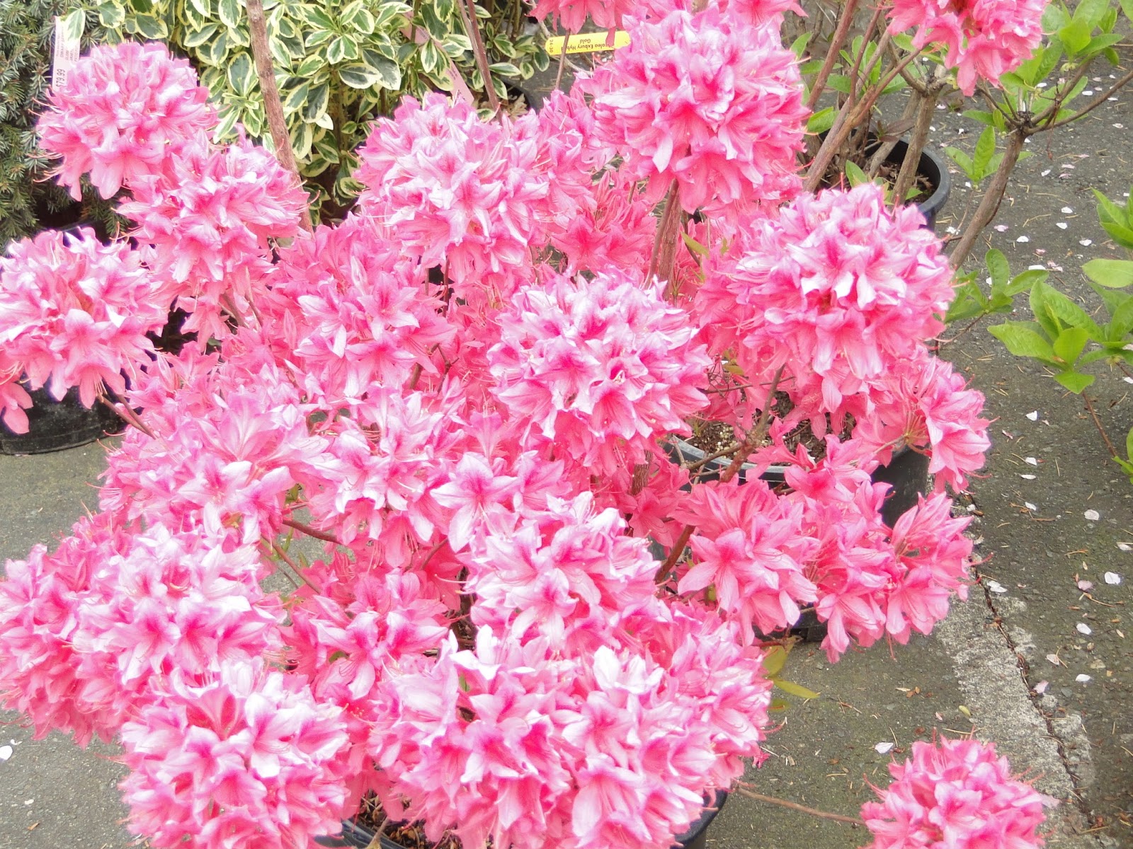 From Nature to Home Spring Plants on Vancouver Island, Art Knapp Part 2