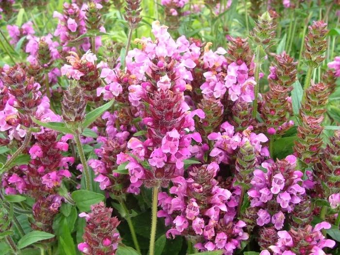 Черноголовка (прунелла) крупноцветковая. Черноголовкой крупноцветковой "prunella grandiflora". Черноголовка растение морской бриз. Цветы прунелла черноголовка. Прунелла морской бриз.