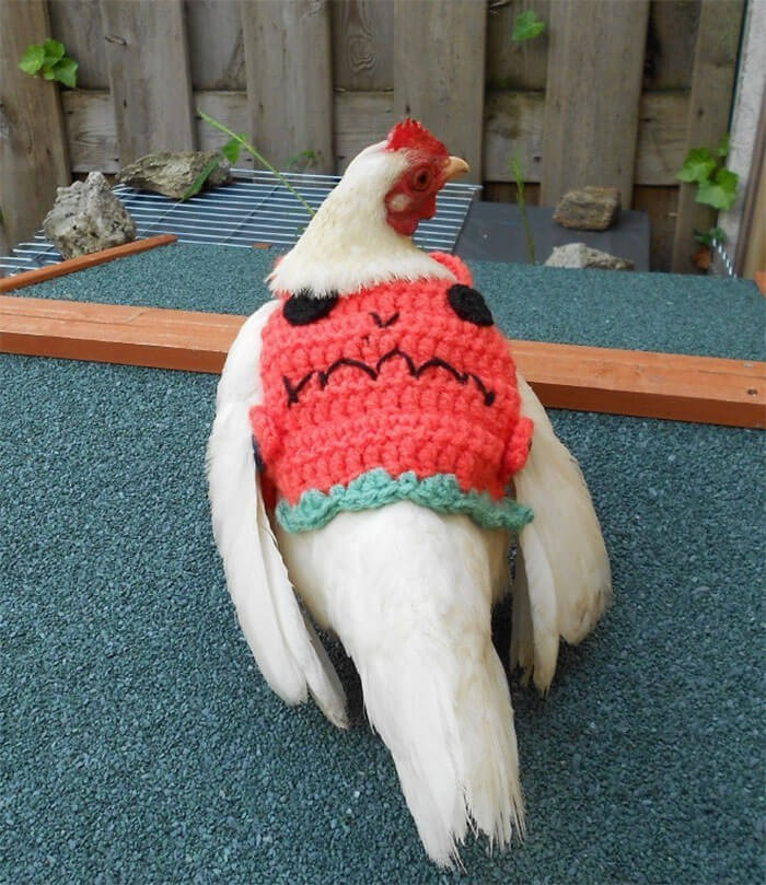 These Fashionable Chickens Are Ready For Fall With Their Stylish Knitted Outfits