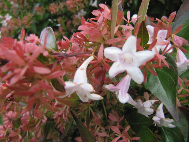 Abelia Grandifolia Plant Care And Culture Travaldo S Blog