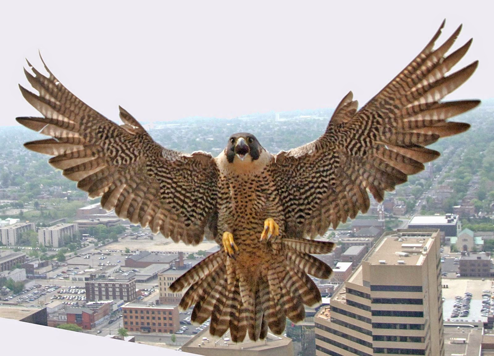 Burung Tercepat Di Dunia: Kisah Peregrine Falcon