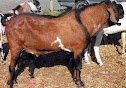 15 jenis kambing yang cocok untuk dibudidayakan atau diternak